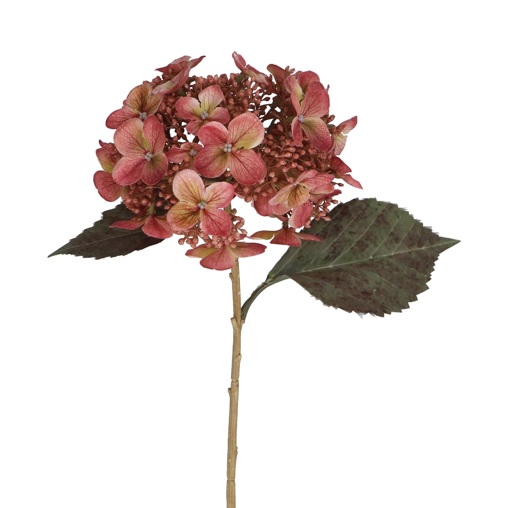 Dusky pink lacecap hydrangea stem,  (52cmH)