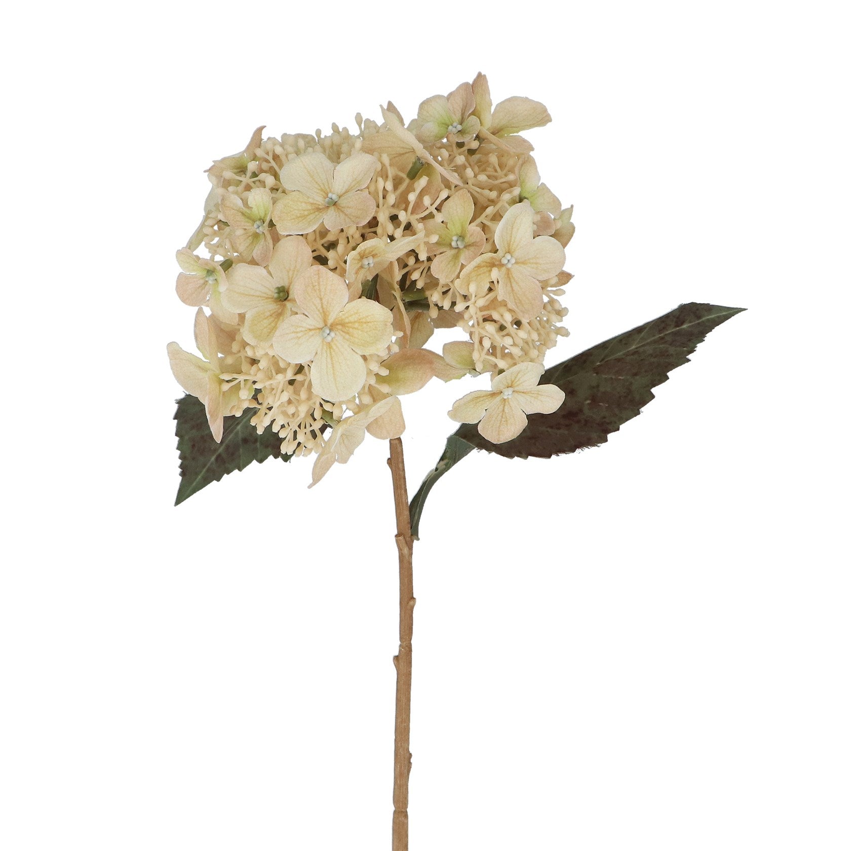 Cream lacecap hydrangea stem (52cmH)