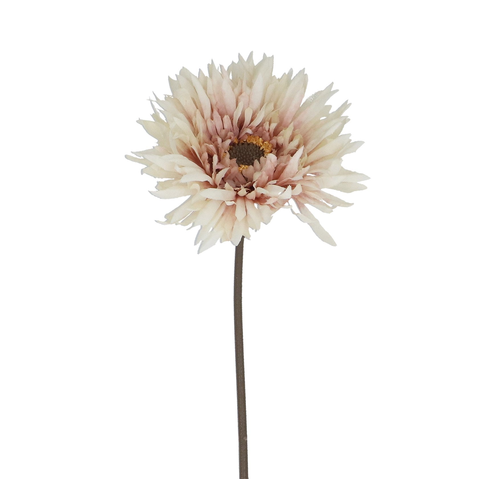 Blush white gerbera stem
