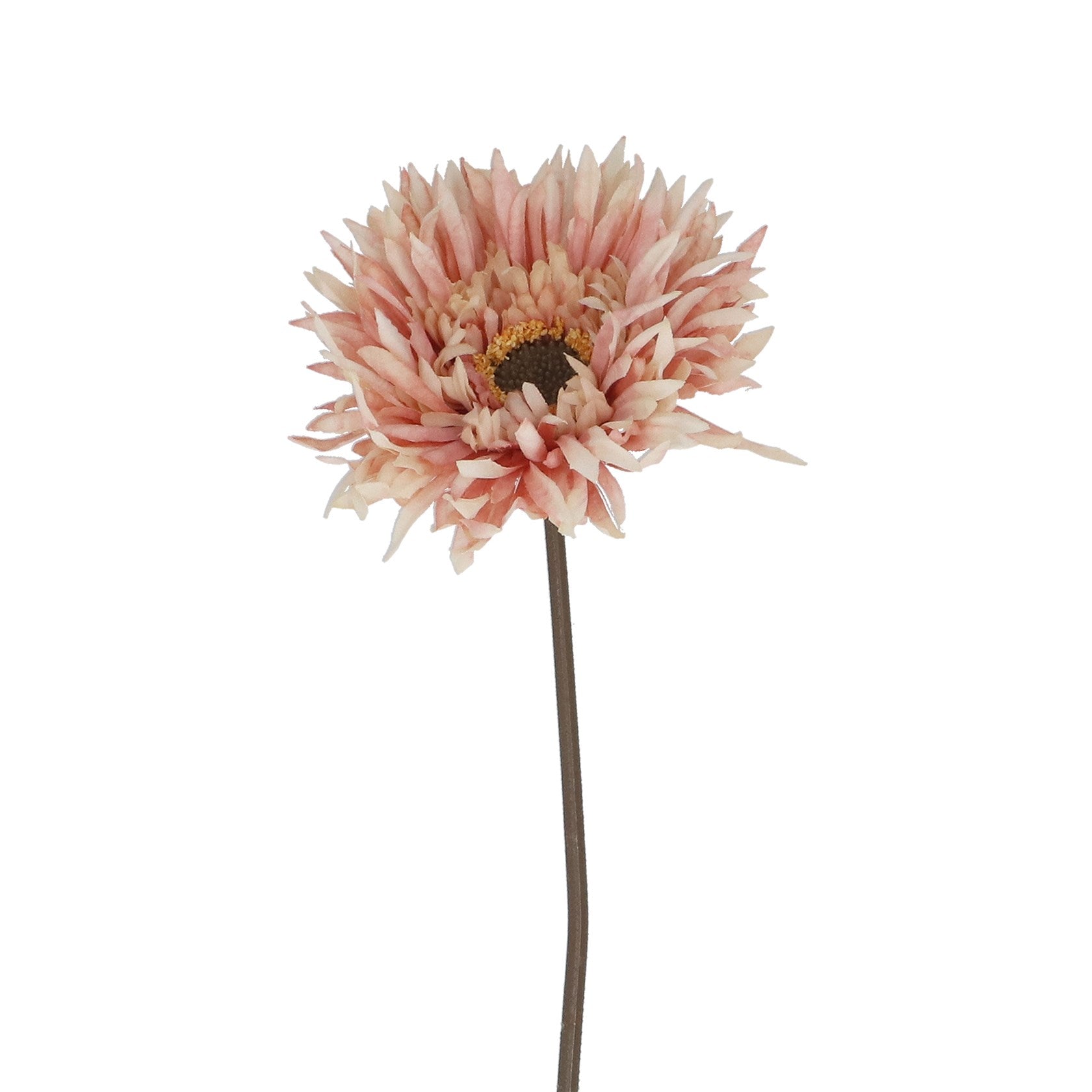 Pink gerbera stem