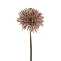 Antique mauve gerbera atem