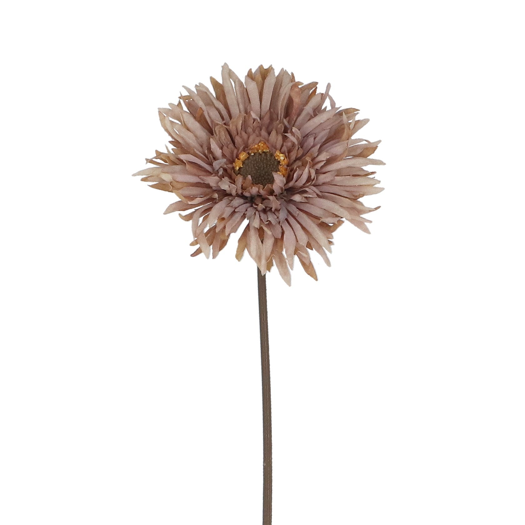 Antique mauve gerbera atem