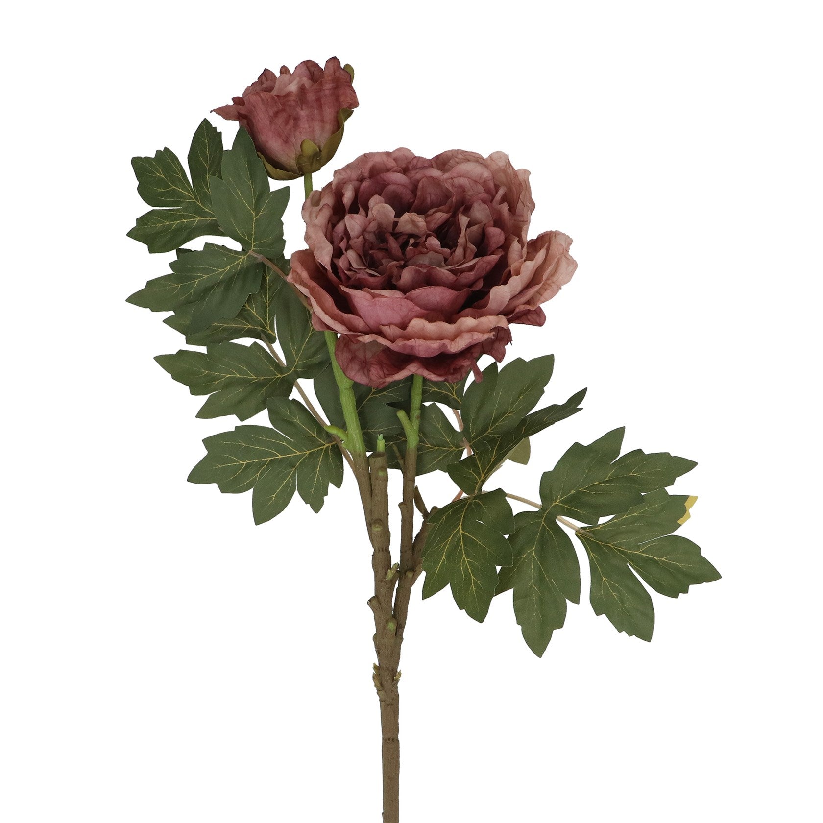 Dusky mauve peony with bud stem