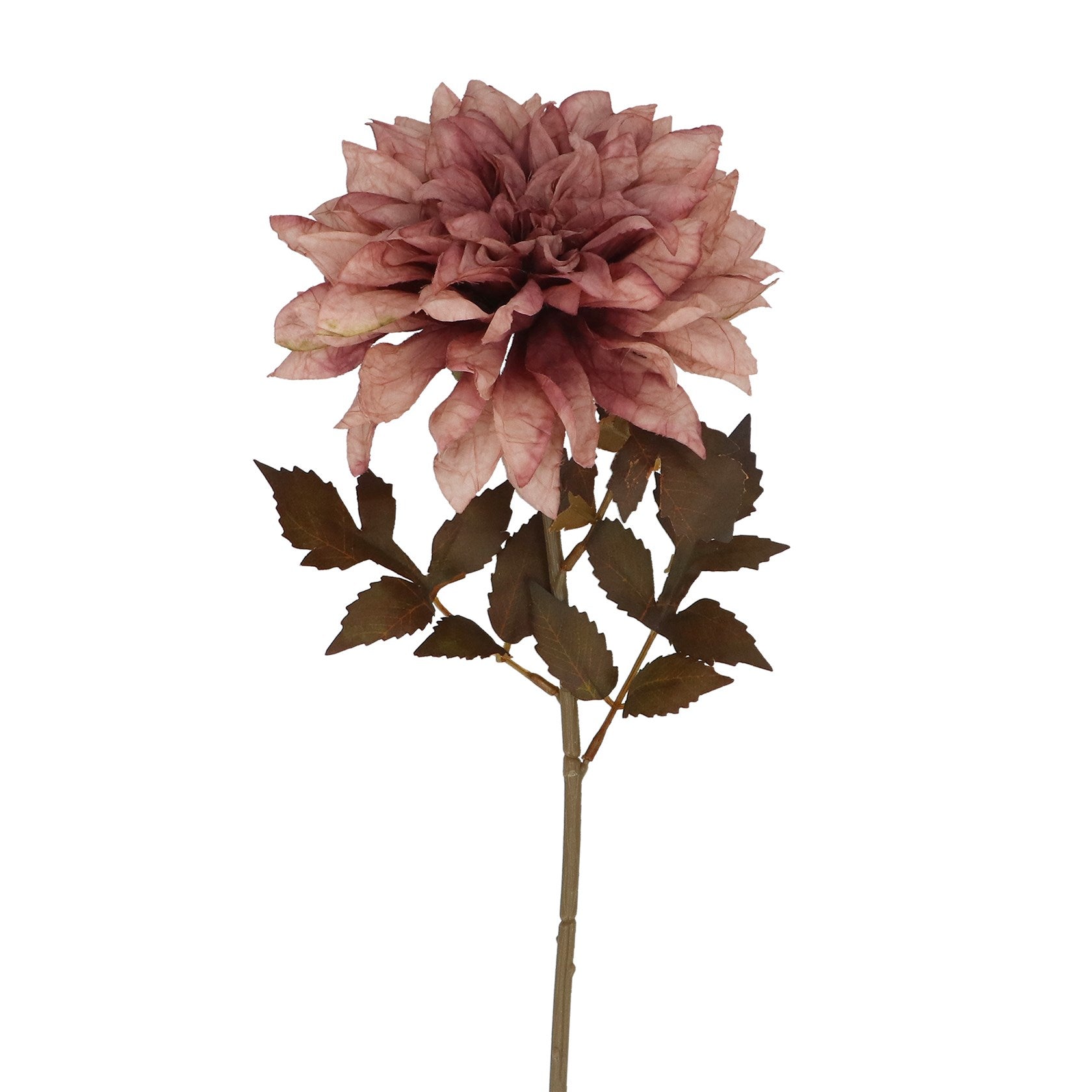 Dusky mauve Dahlia