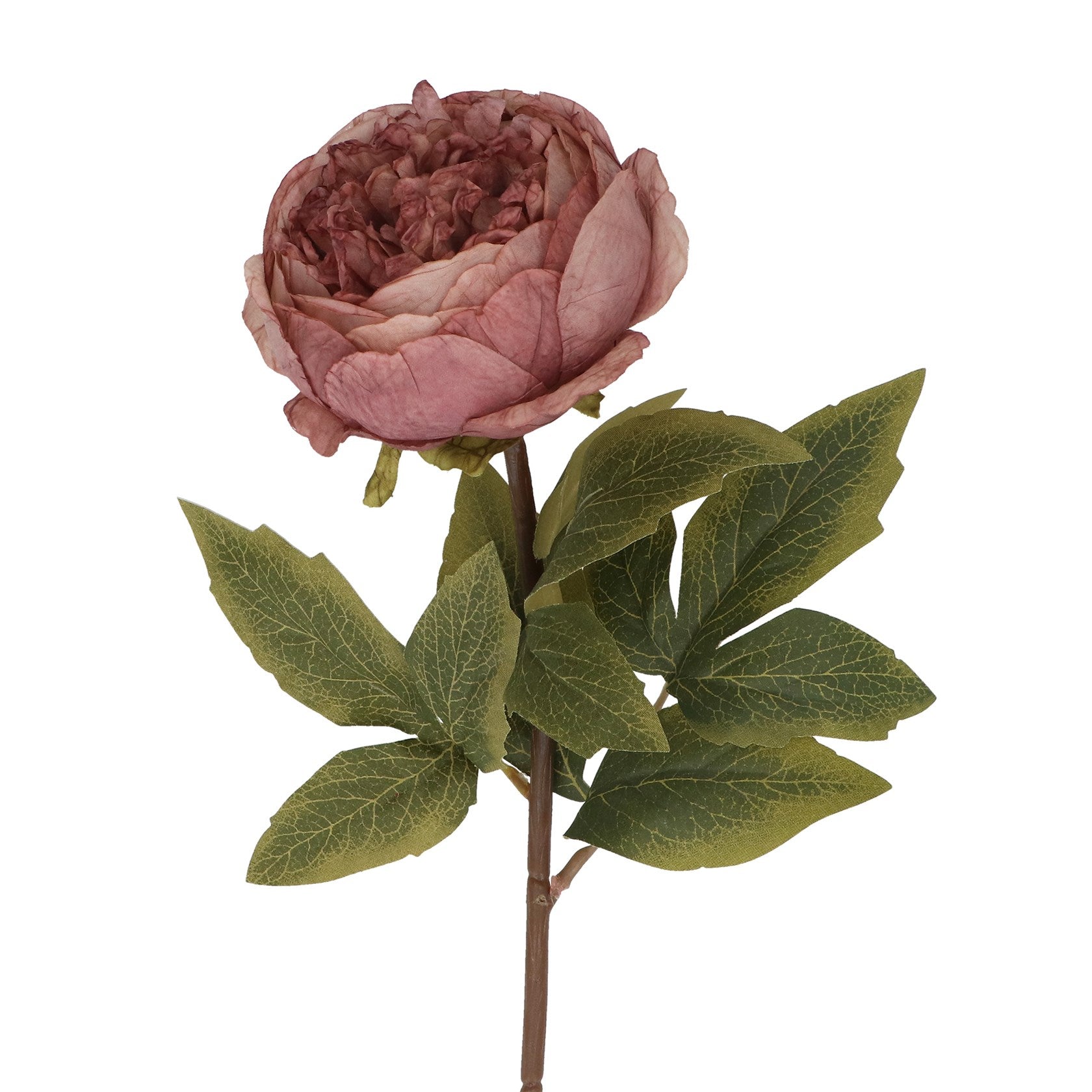Dusky mauve peony stem