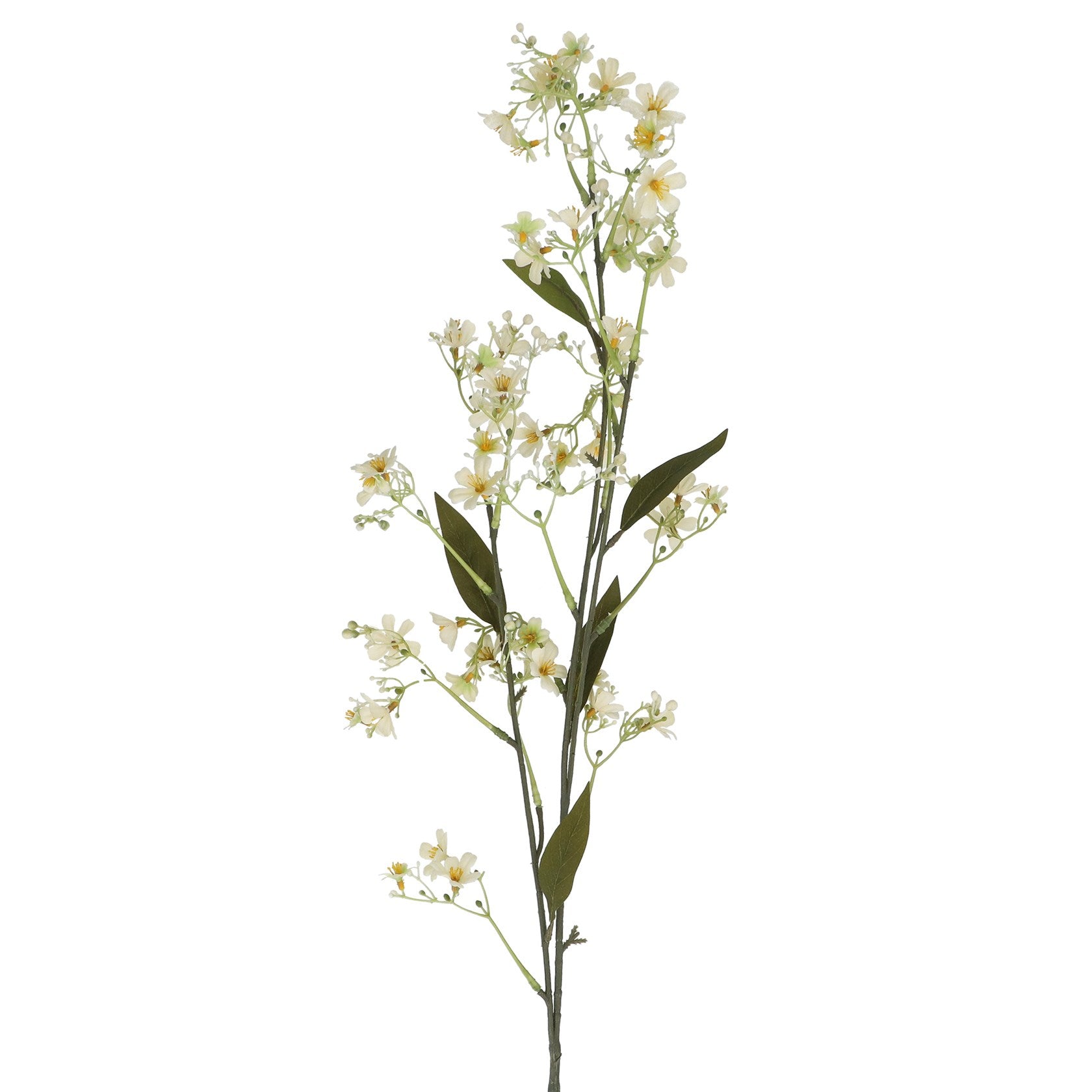Cream Daphne spray