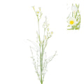 White wildflower with pom pom