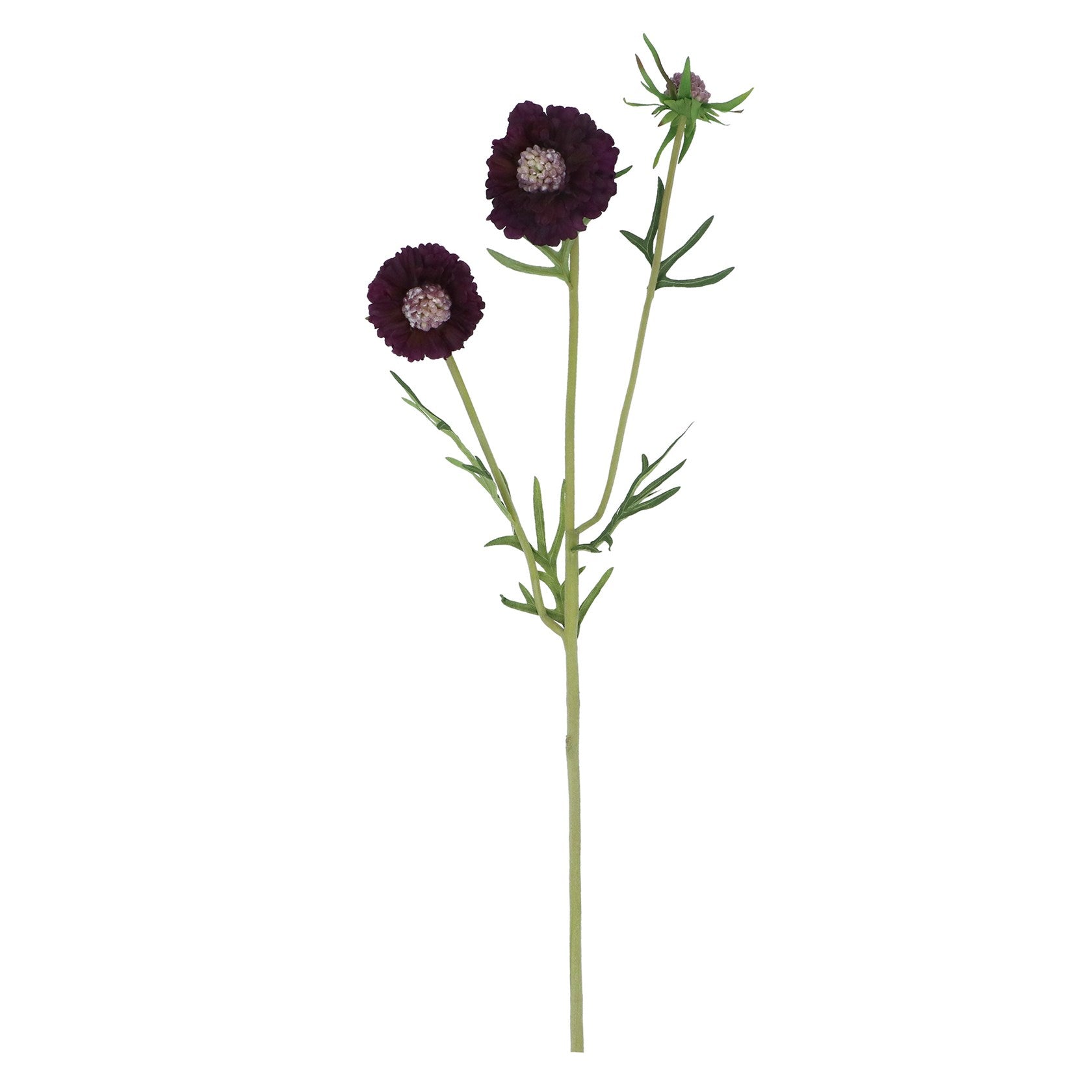Dark purple scabiosa spray