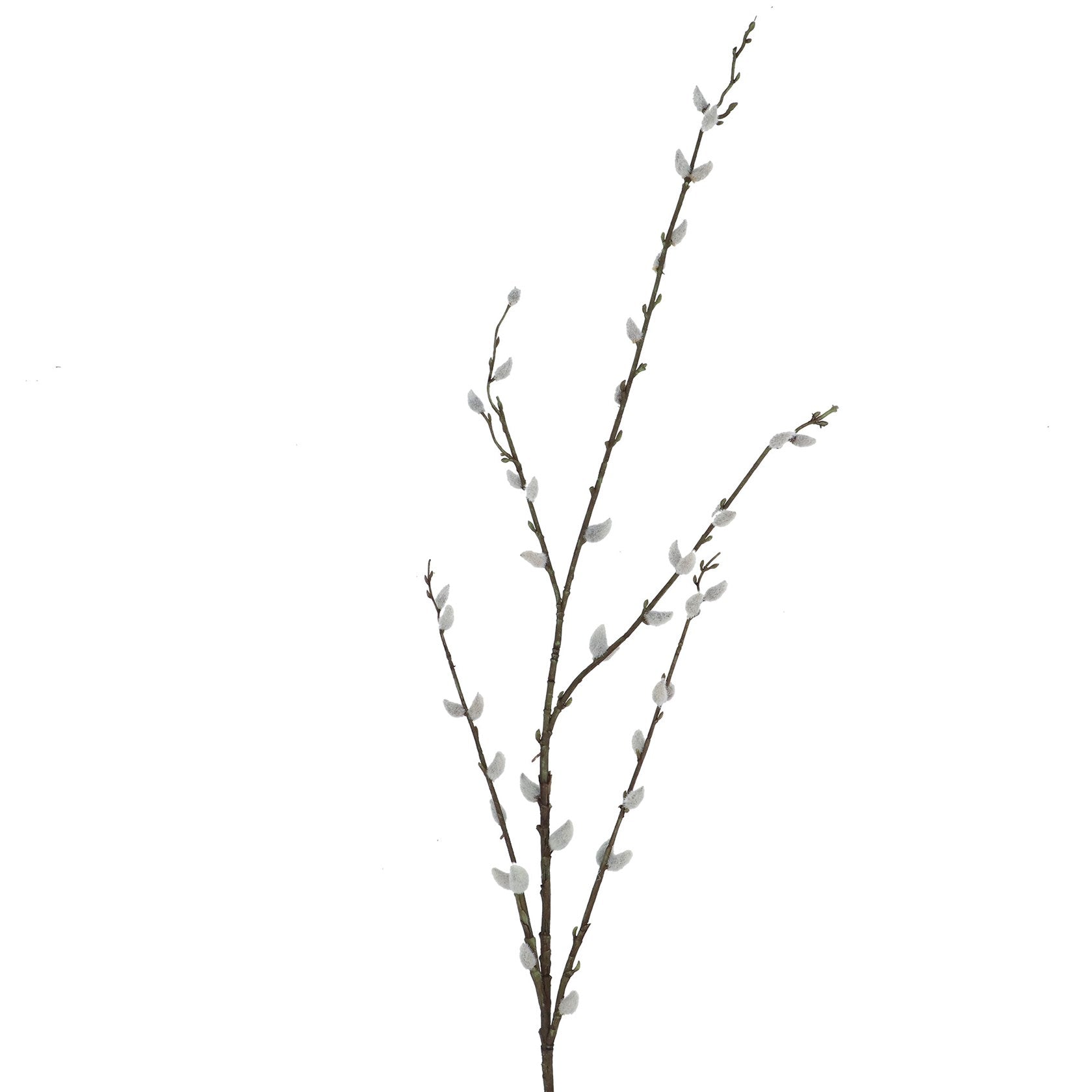 Willow bud branch (115cm)