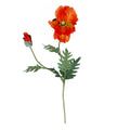 Large orange poppy stem