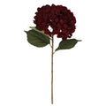Auburn giant hydrangea