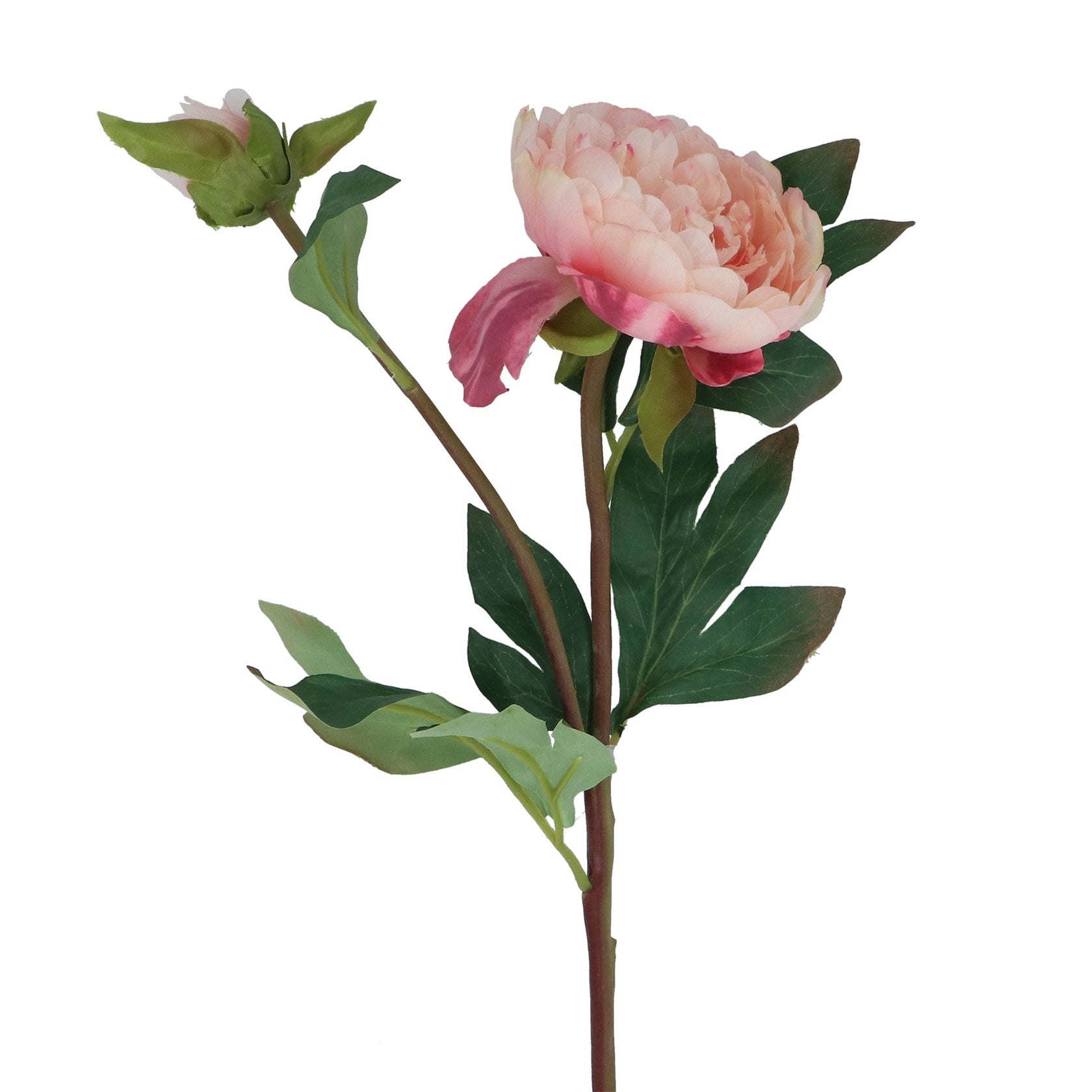 Pale pink peony