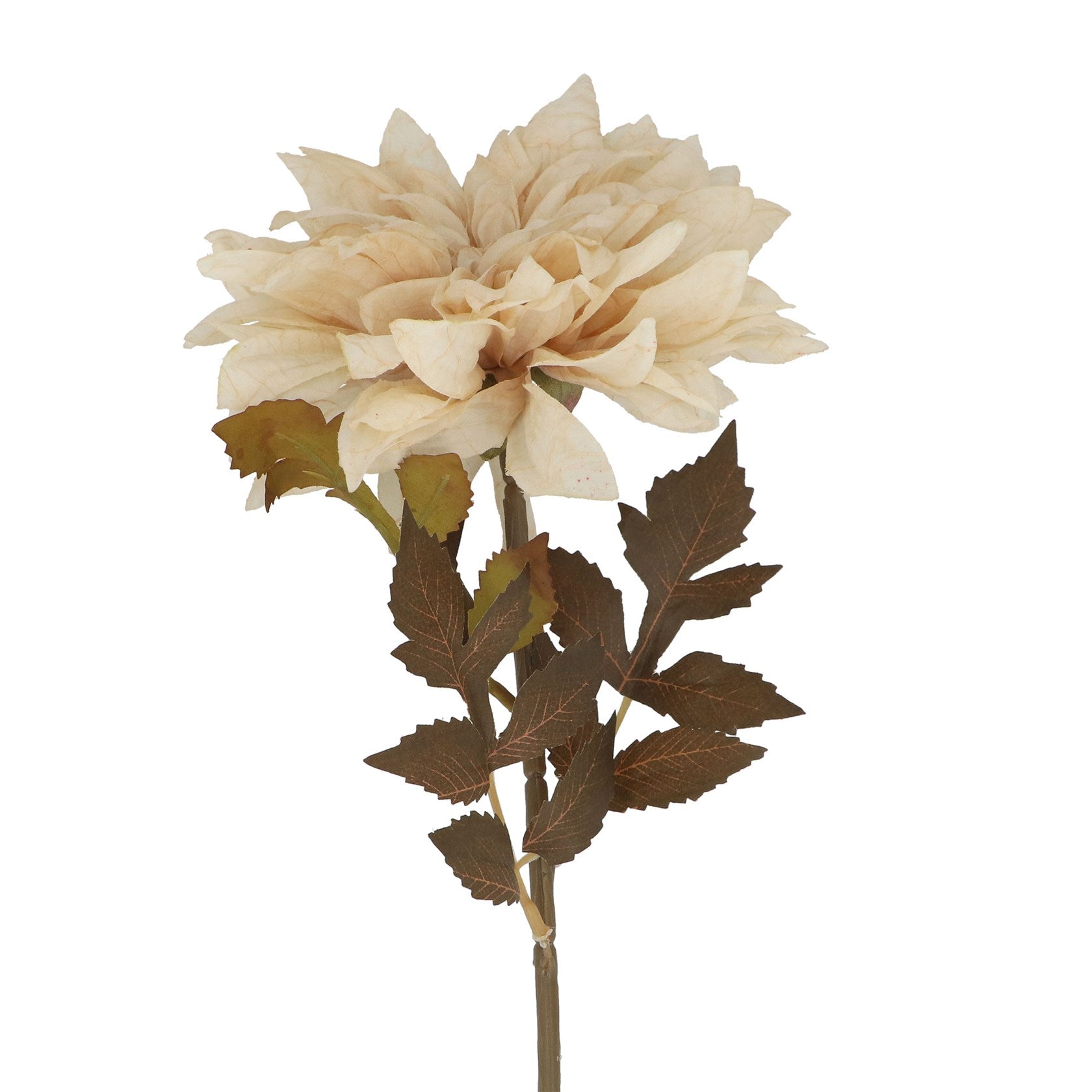 Antique cream dahlia stem