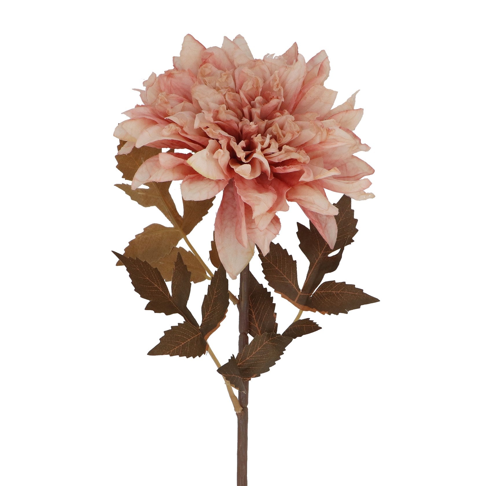 Antique pink dahlia stem