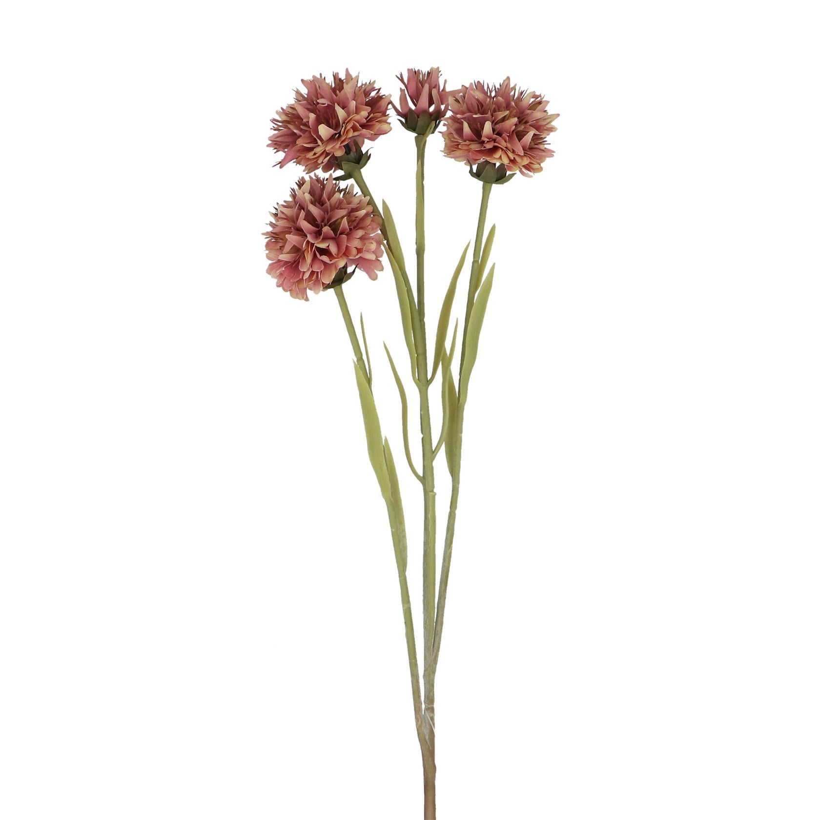 Pink Echinop spray