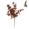 Chestnut eucalyptus pick