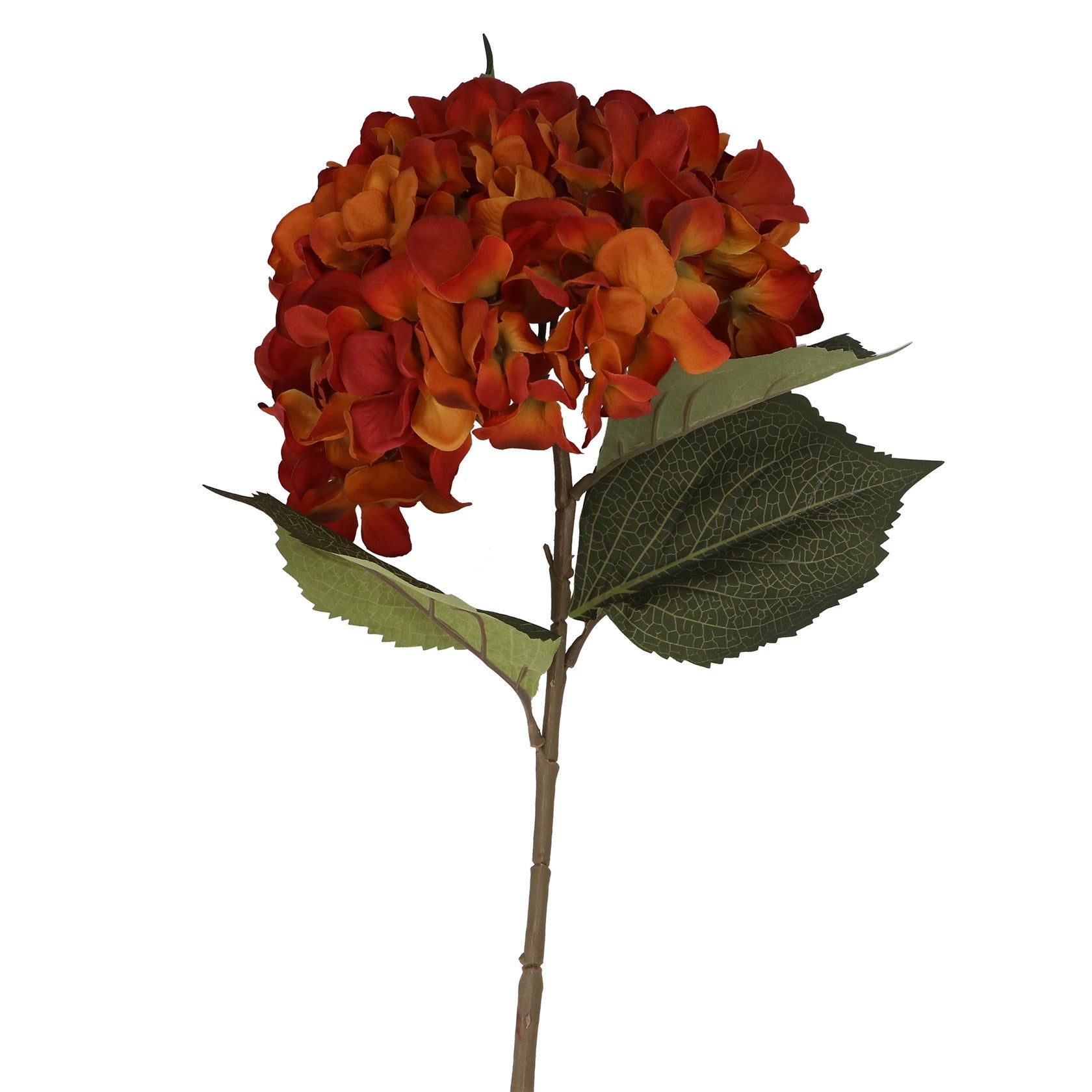 Antique orange giant hydrangea stem