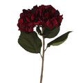Antique burgundy giant hydrangea stem