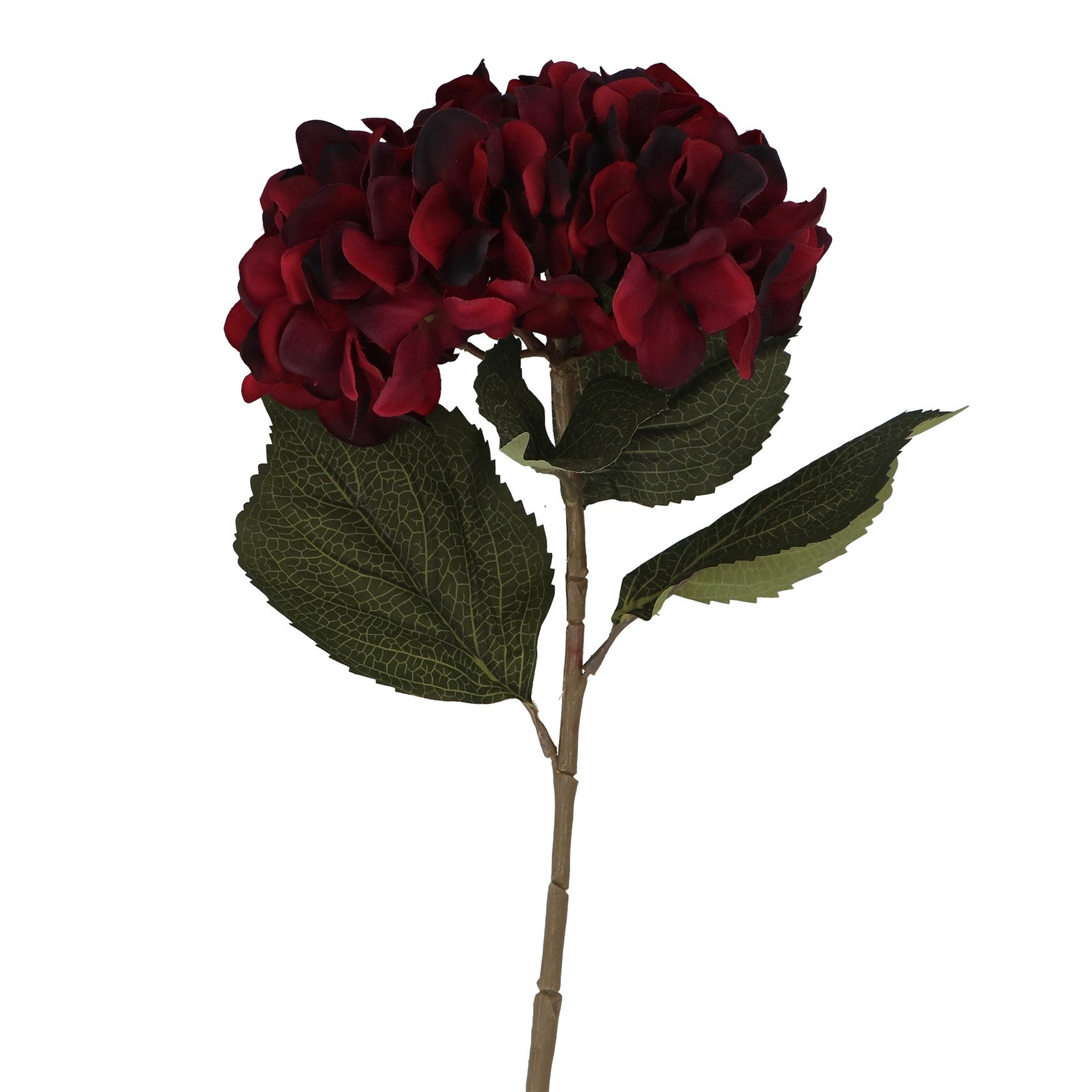 Antique burgundy giant hydrangea stem