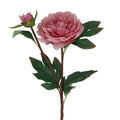 Dusky pink peony
