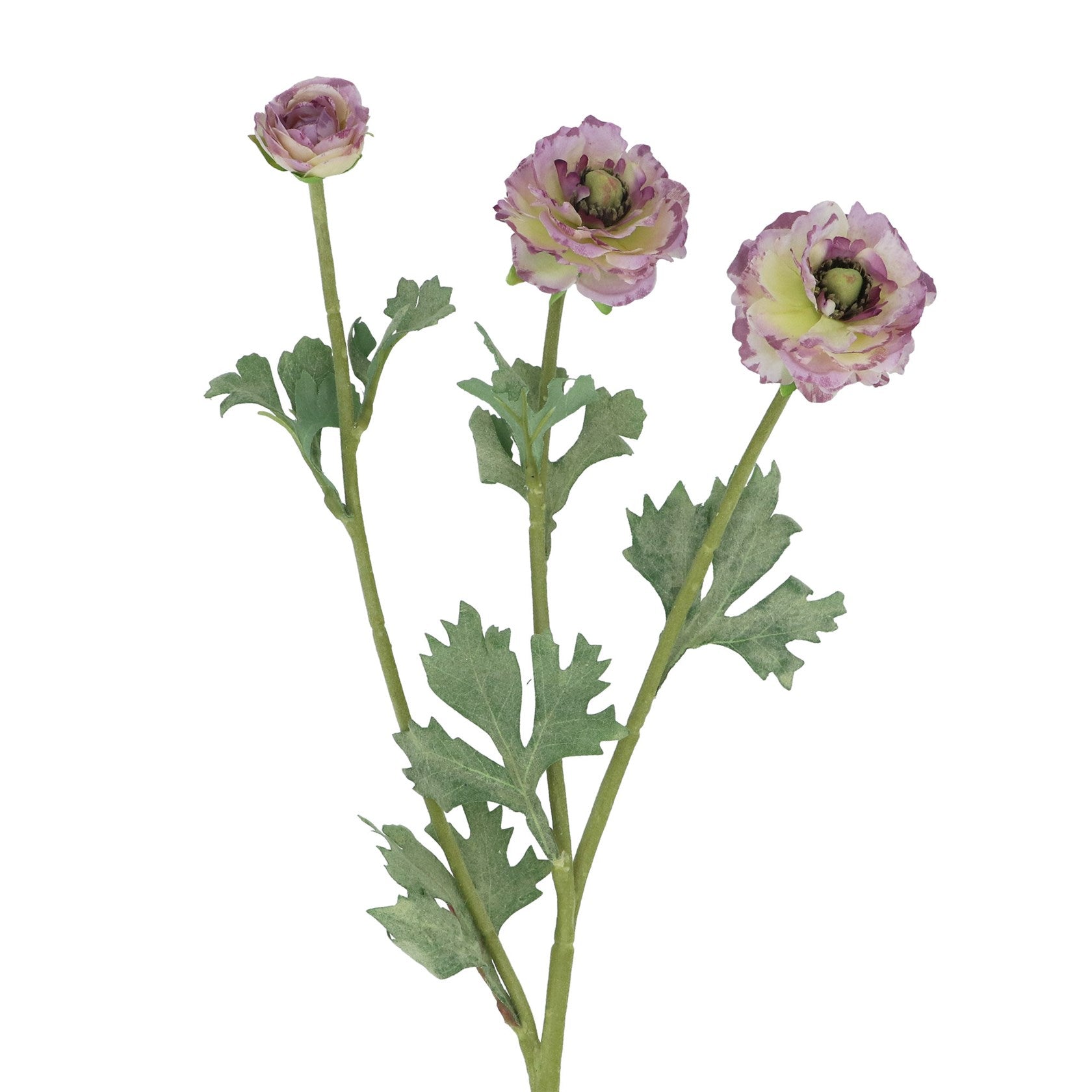 Purple ranunculus spray