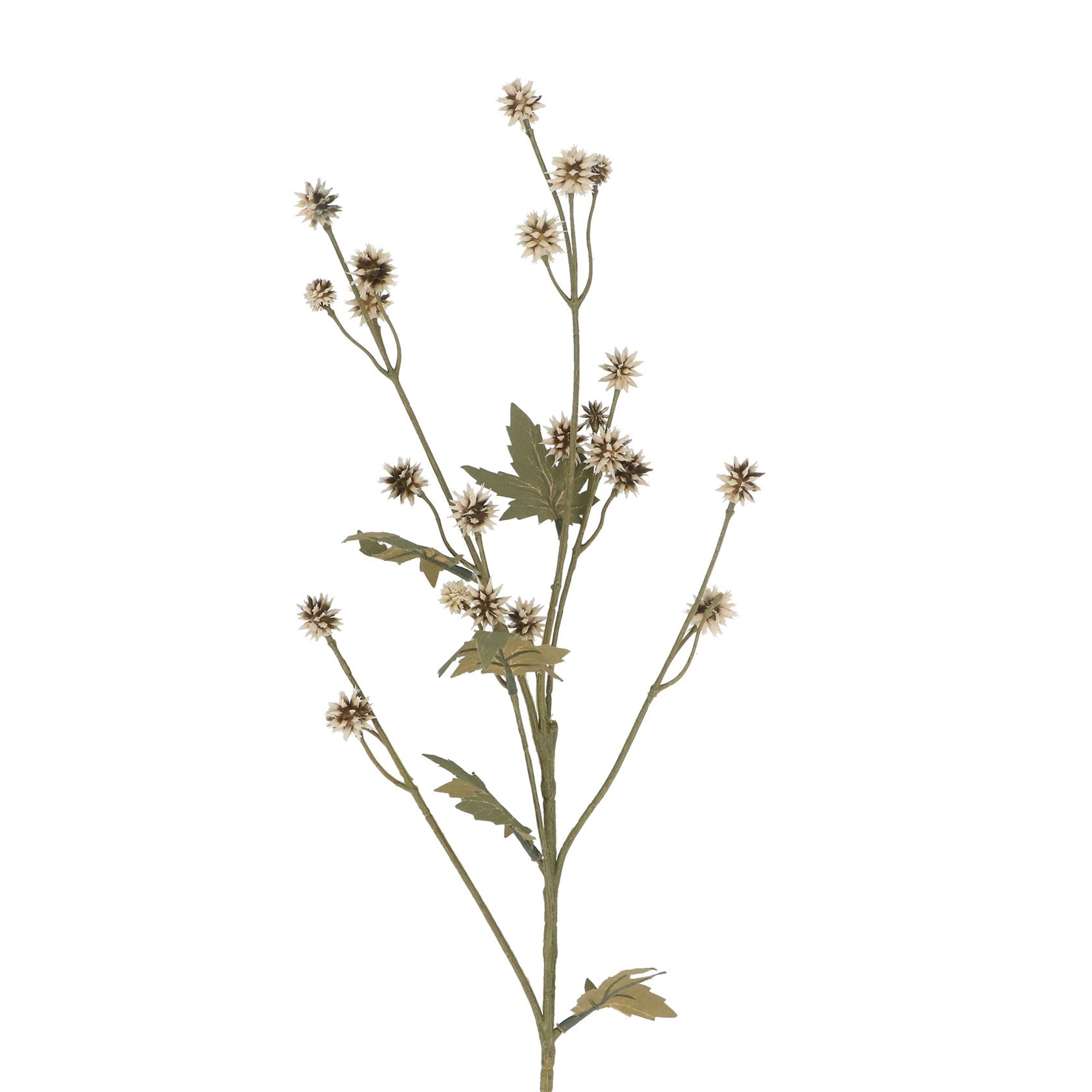 Green/cream mini Echinop spray