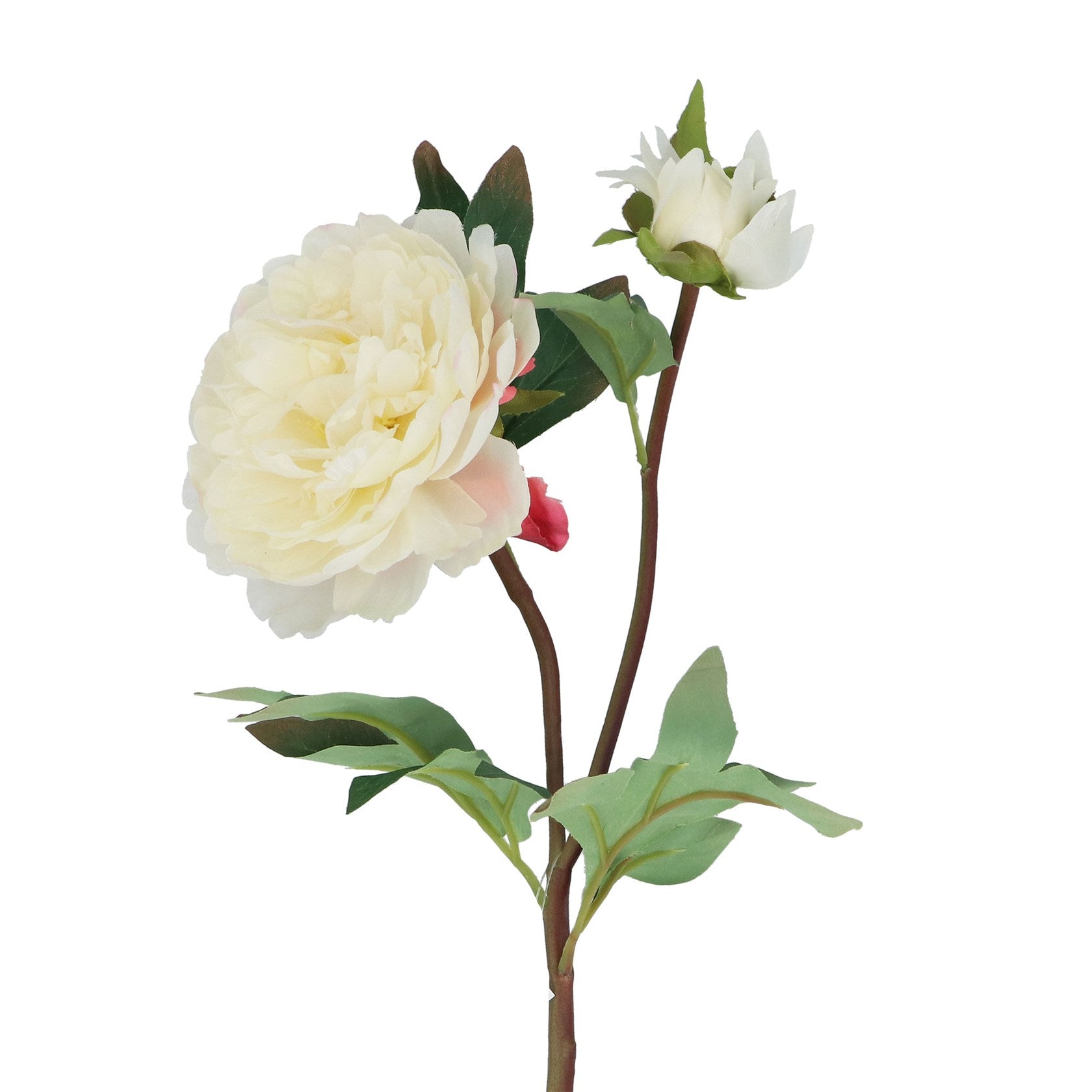 off white peony spray