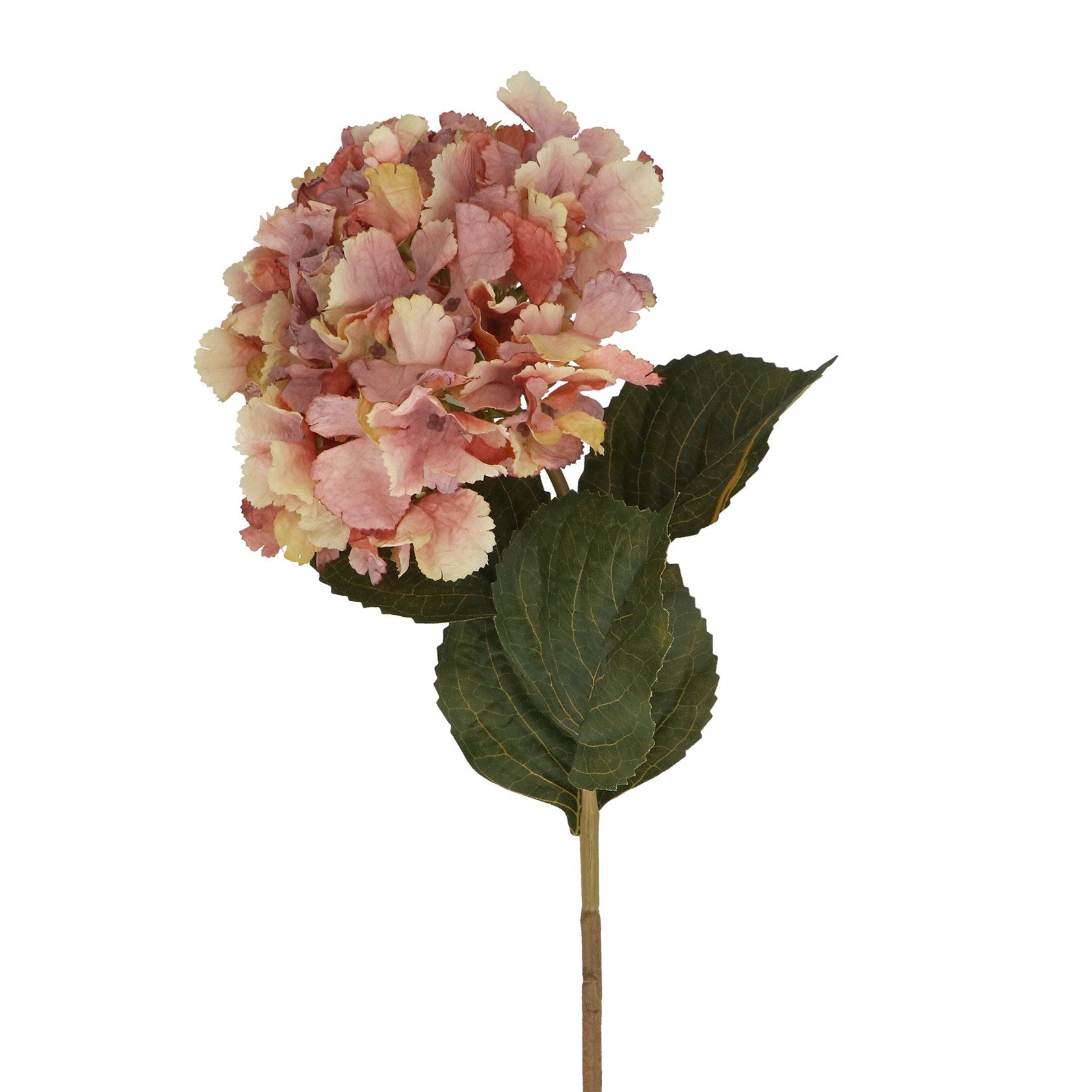 Antique pink hydrangea stem