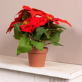 Christmas red poinsettia in pot