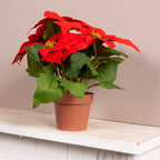 Christmas red poinsettia in pot