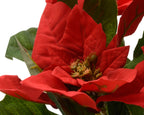 Christmas red poinsettia in pot