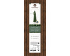 Pencil Pine 5ft