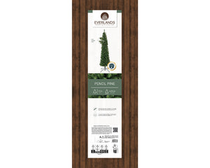 Pencil Pine 5ft