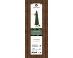 Pencil Pine 6ft