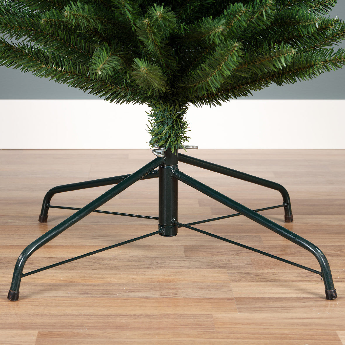 Pencil Pine 6ft