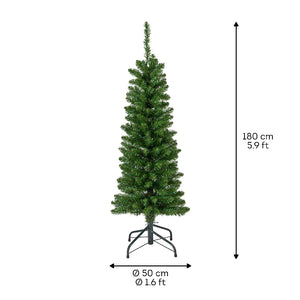 Pencil Pine 6ft