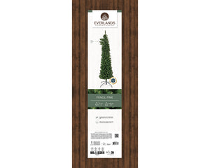 Pencil Pine 7ft