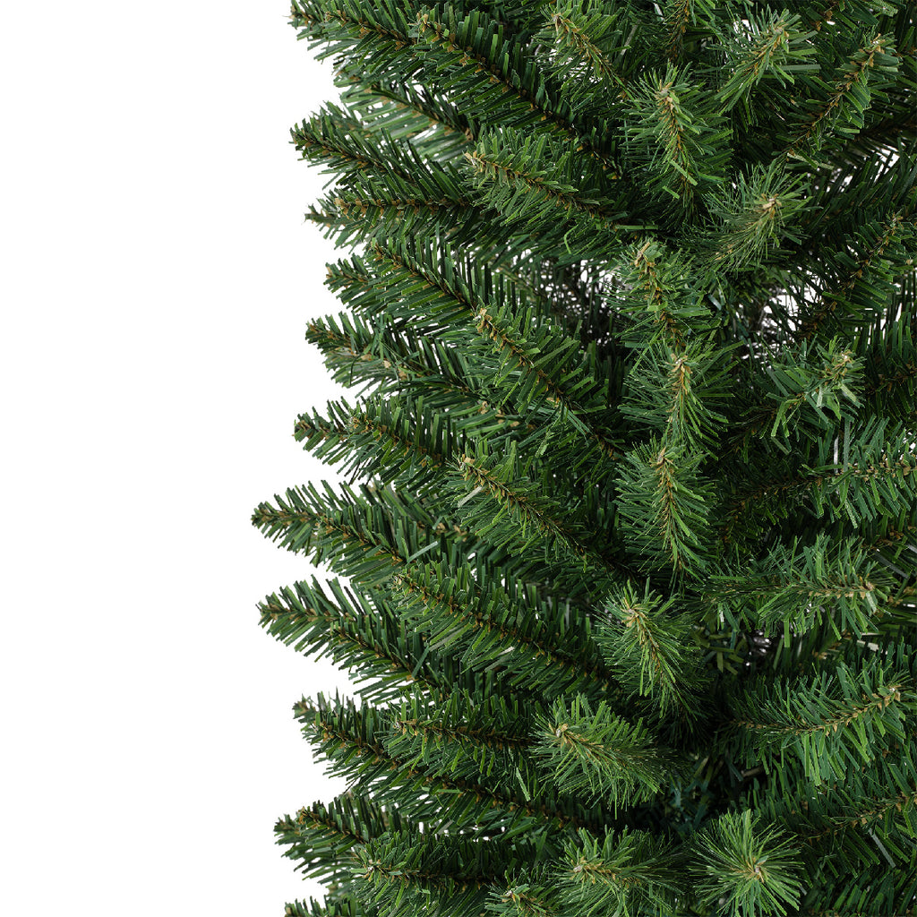 Pencil Pine 7ft