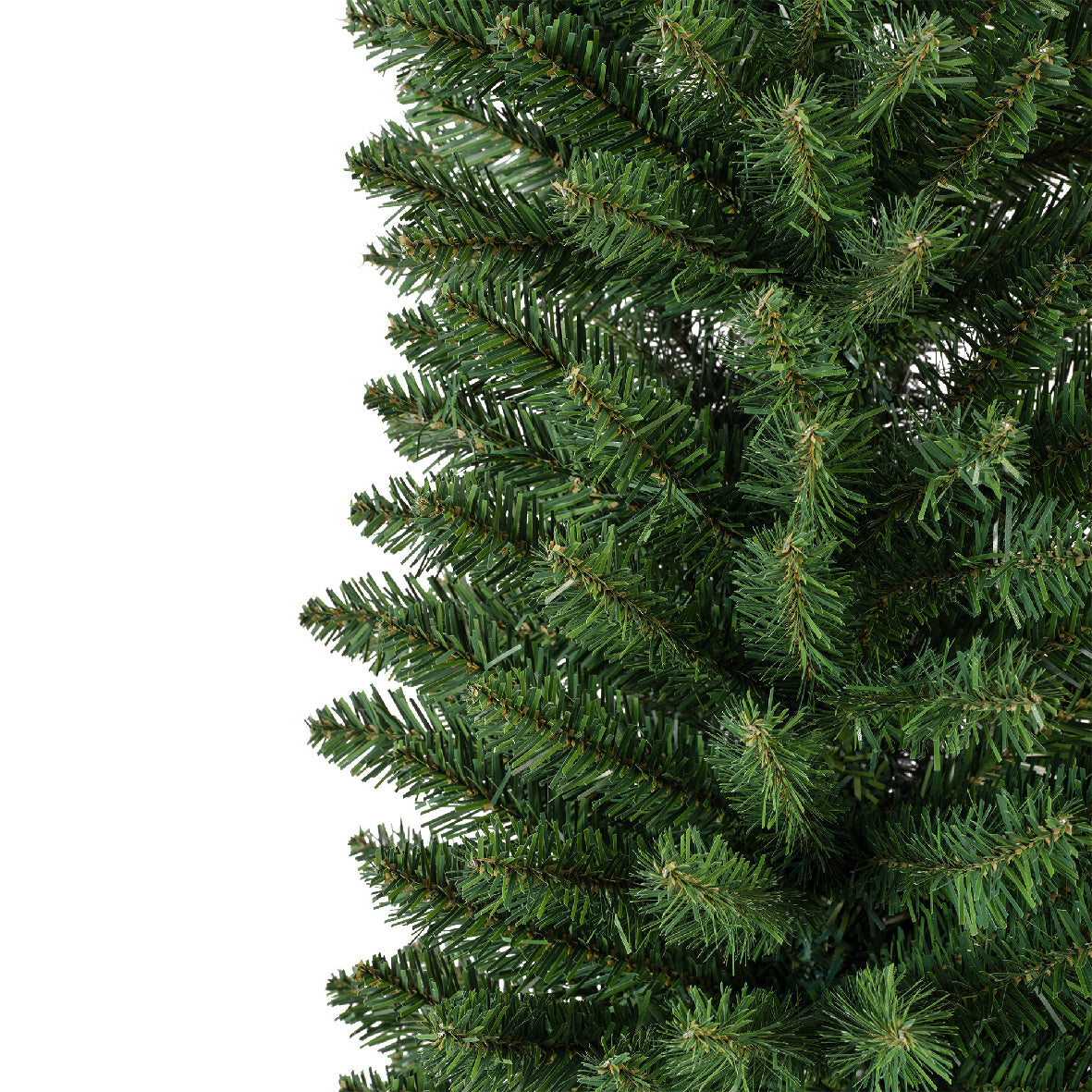 Pencil Pine 7ft