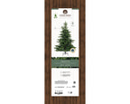Grandis Fir 7ft