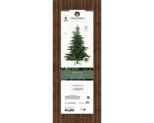 Grandis Fir 7ft