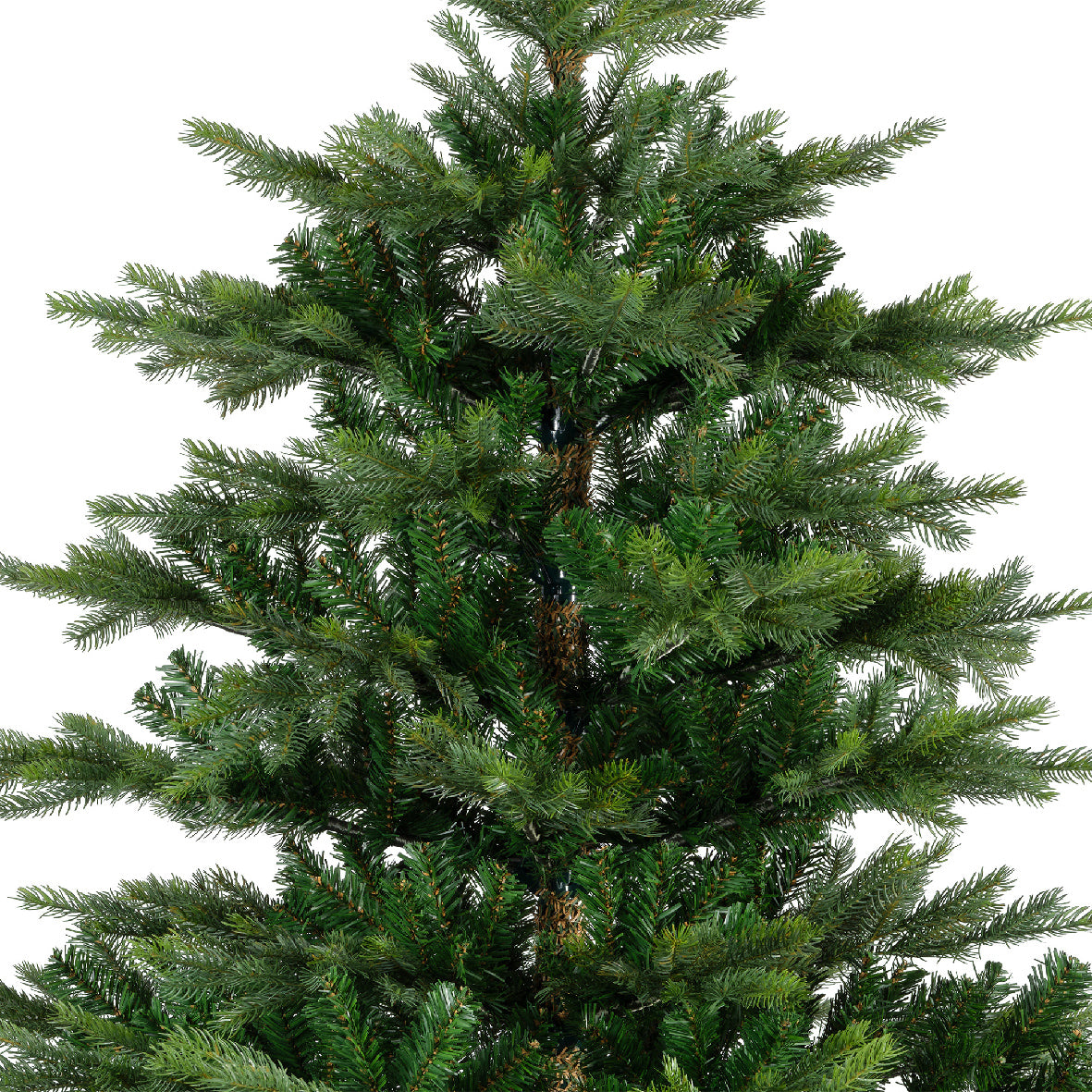 Grandis Fir-12ft