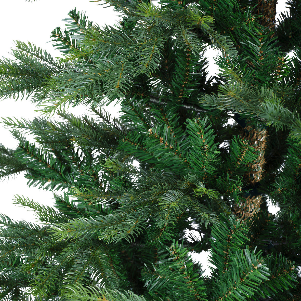 Grandis Fir 8ft