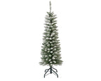 Snowy Pencil Pine 5ft
