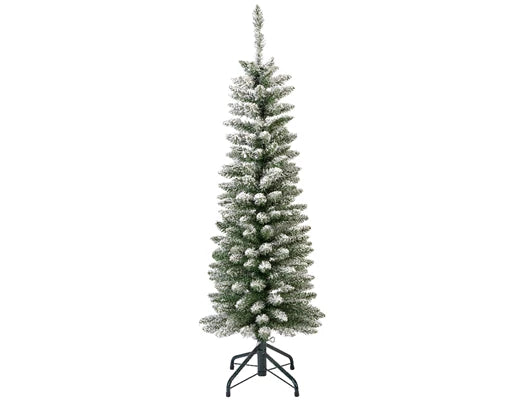 Snowy Pencil Pine-5ft