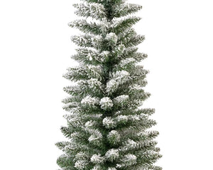 Snowy Pencil Pine-5ft