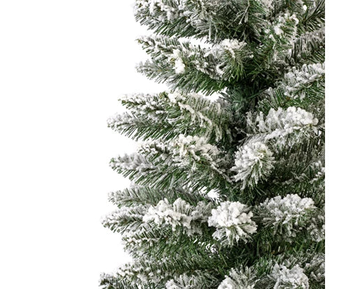 Snowy Pencil Pine-6ft