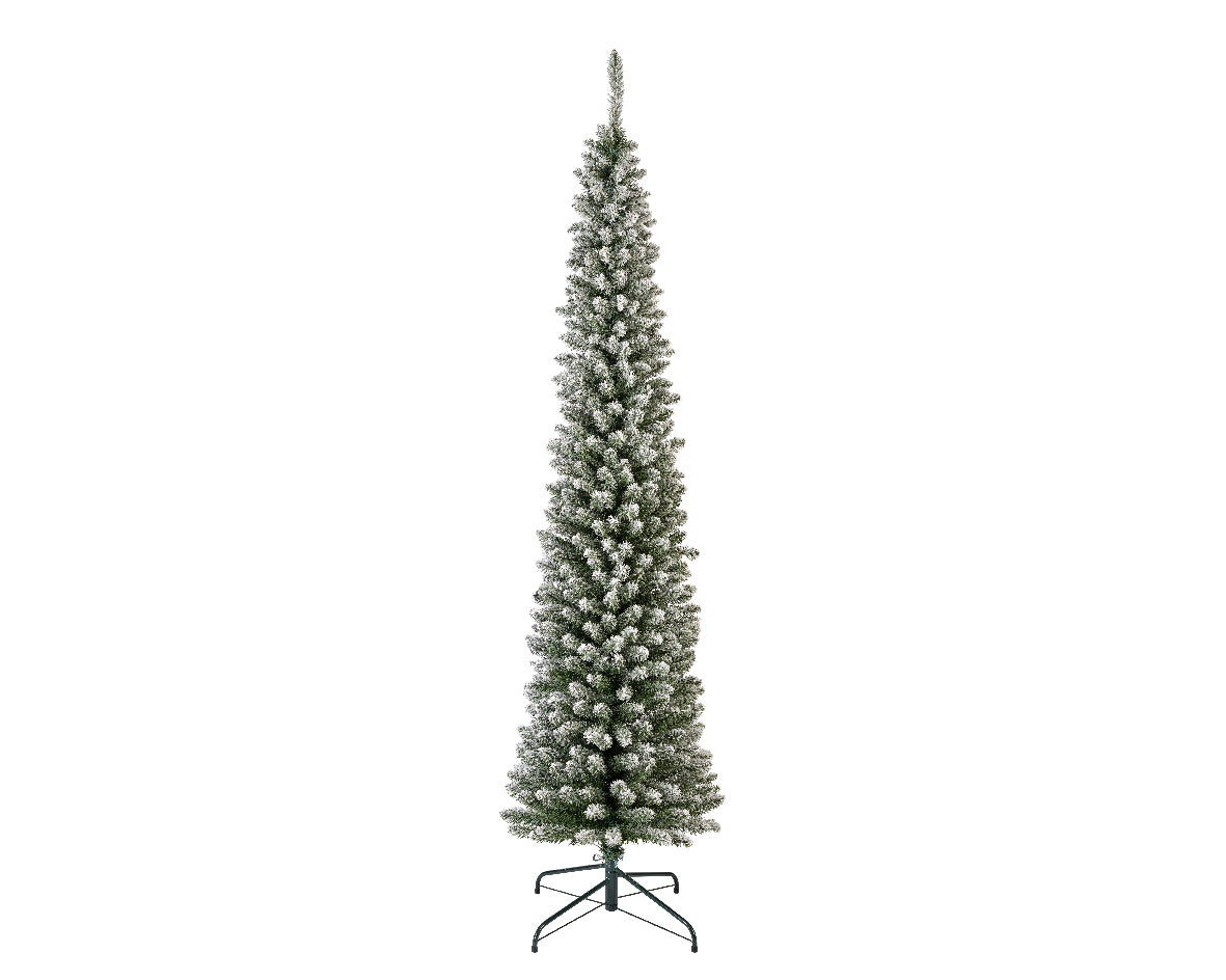 Snowy Pencil Pine-7ft