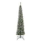 Snowy Pencil Pine 7ft
