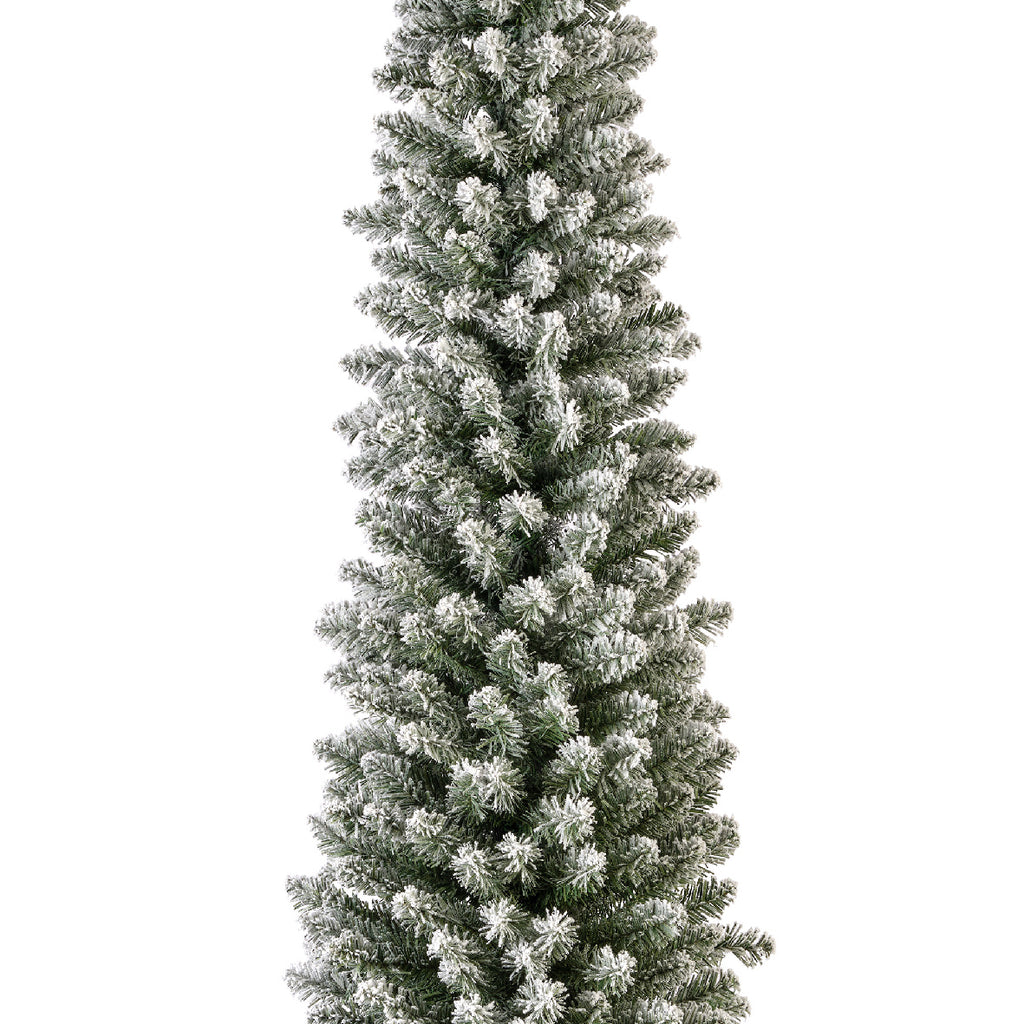 Snowy Pencil Pine 7ft